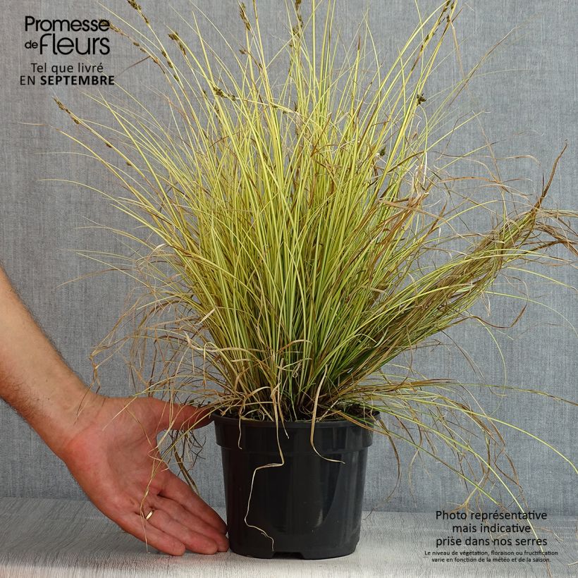 Exemplar von Carex brunnea Jenneke - Segge Topf mit 2L/3L wie im Sommer geliefert