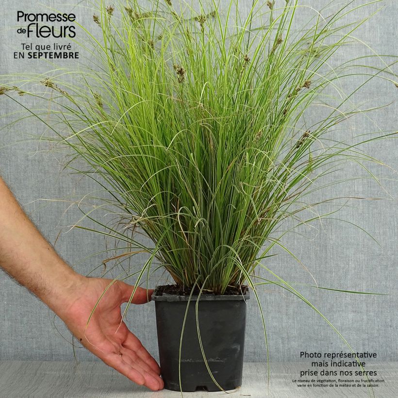 Exemplar von Carex brunnea Variegata - Segge Topf mit 2L/3L wie im Sommer geliefert