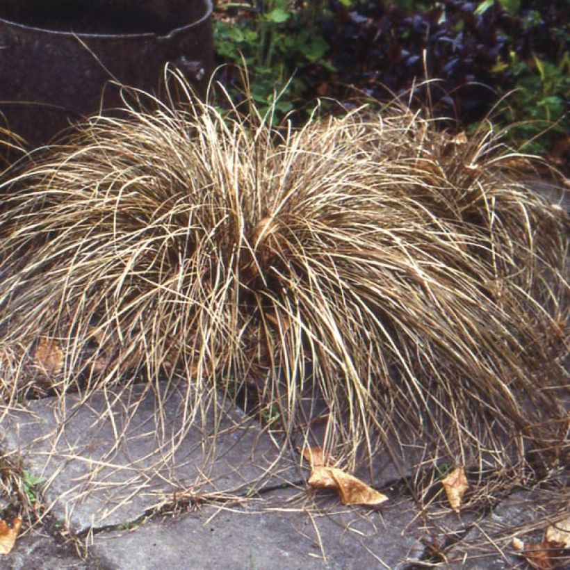 Carex buchananii - Fuchsrote Neuseeland-Segge (Hafen)
