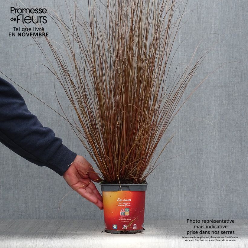 Exemplar von Carex buchananii - Fuchsrote Neuseeland-Segge Topf mit 2L/3L wie im Herbst geliefert