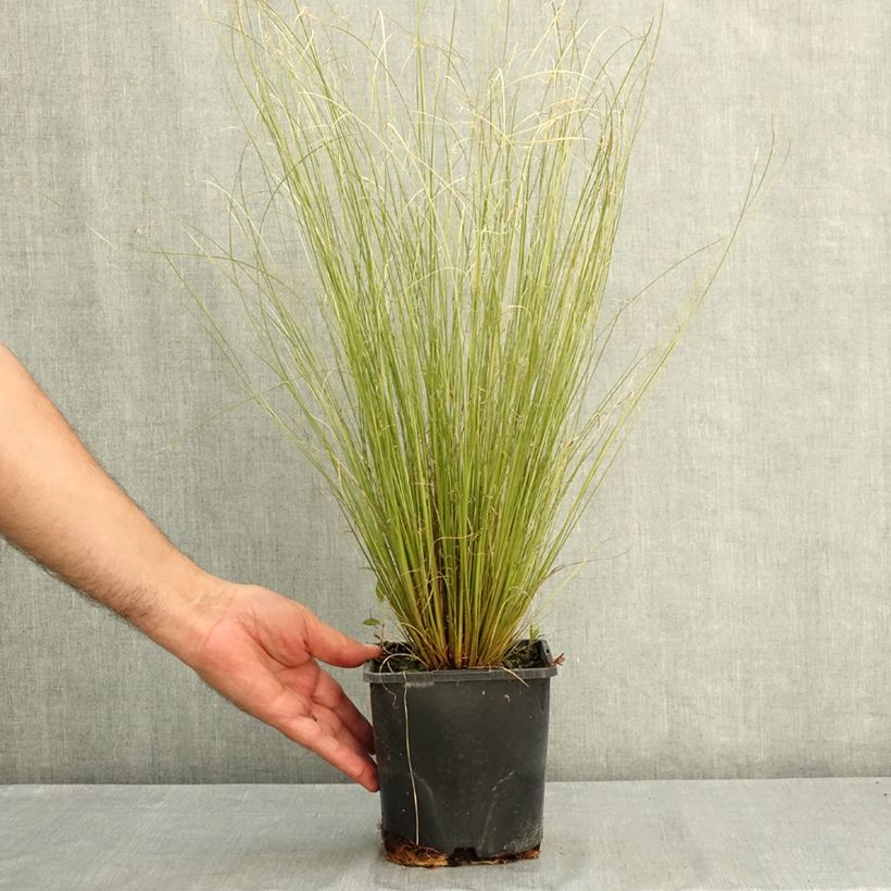 Exemplar von Carex buchananii Green Twist - Fuchsrote Neuseeland-Segge Topf mit 1,5L/2L wie im Sommer geliefert