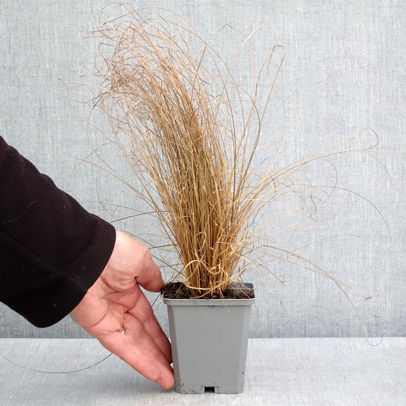 Exemplar von Carex comans Bronco - Neuseeländische Segge Kleine Töpfe von 8/9 cm wie im Frühjahr geliefert