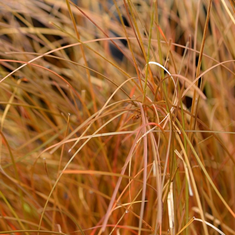 Carex comans Bronze Form - Neuseeländische Segge (Laub)