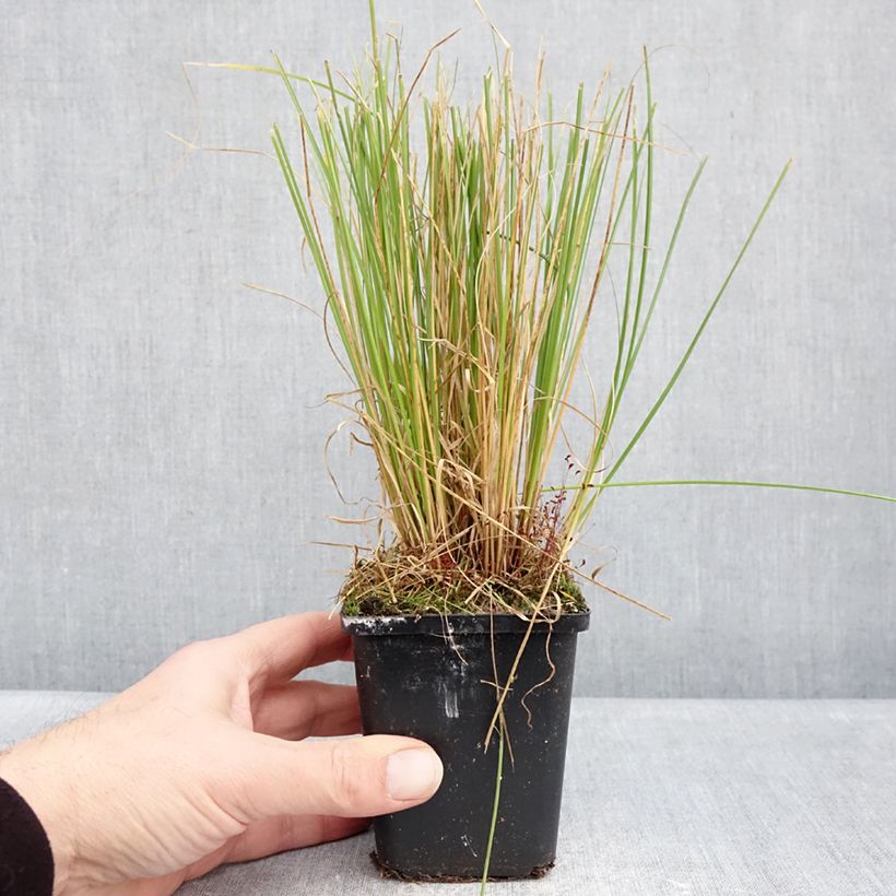 Exemplar von Carex comans Phoenix Green - Neuseeländische Segge Kleine Töpfe von 8/9 cm wie im Winter geliefert