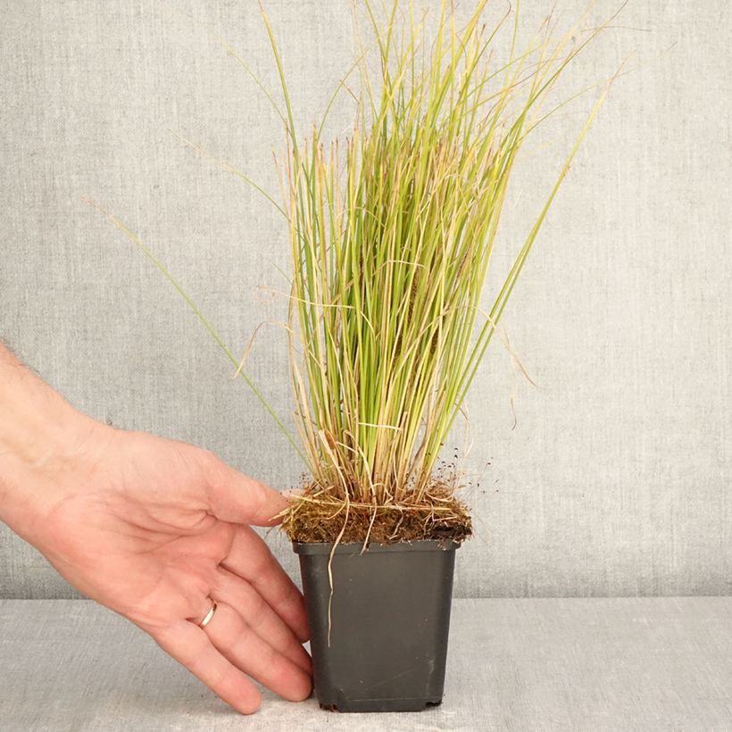 Exemplar von Carex comans Phoenix Green - Neuseeländische Segge Kleine Töpfe von 8/9 cm wie im Frühjahr geliefert