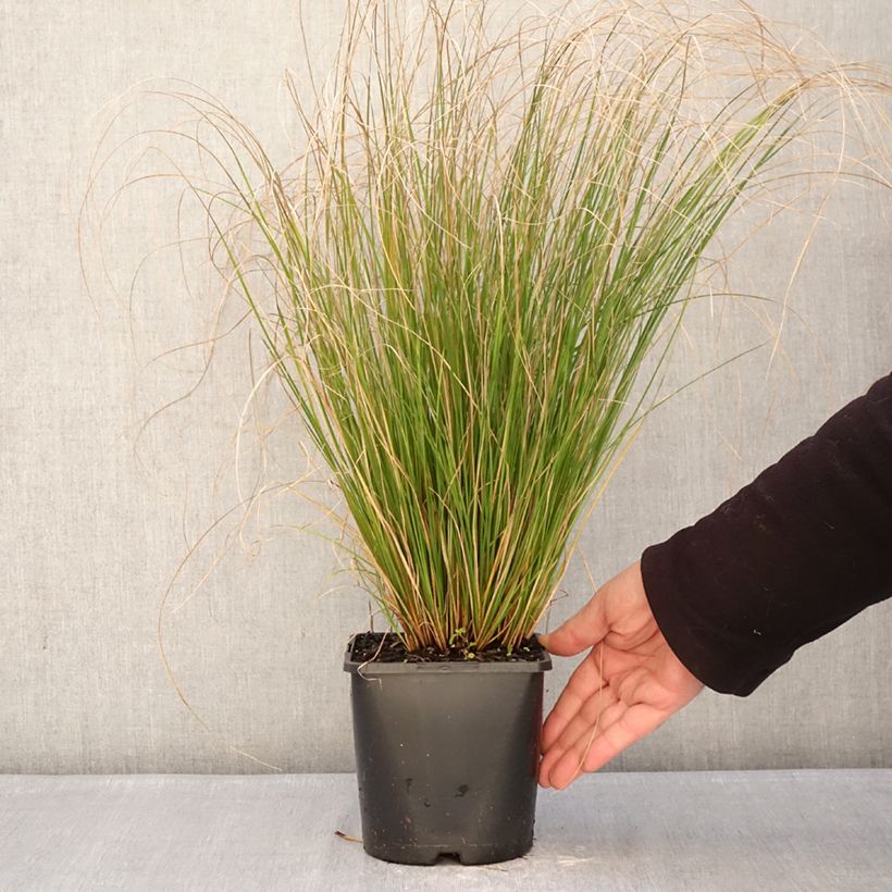 Exemplar von Carex comans Phoenix Green - Neuseeländische Segge Topf mit 1,5L/2L wie im Winter geliefert