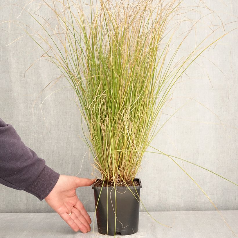 Exemplar von Carex comans Phoenix Green - Neuseeländische Segge Topf mit 1,5L/2L wie im Frühjahr geliefert