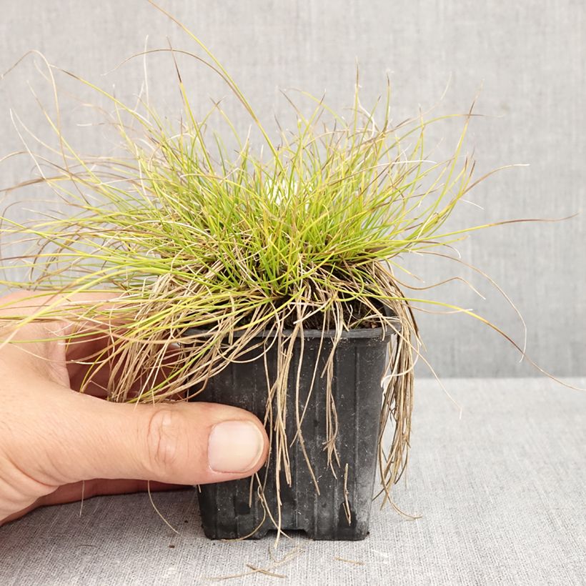Exemplar von Carex davalliana - Davalls-Seege Kleine Töpfe von 8/9 cm wie im Herbst geliefert