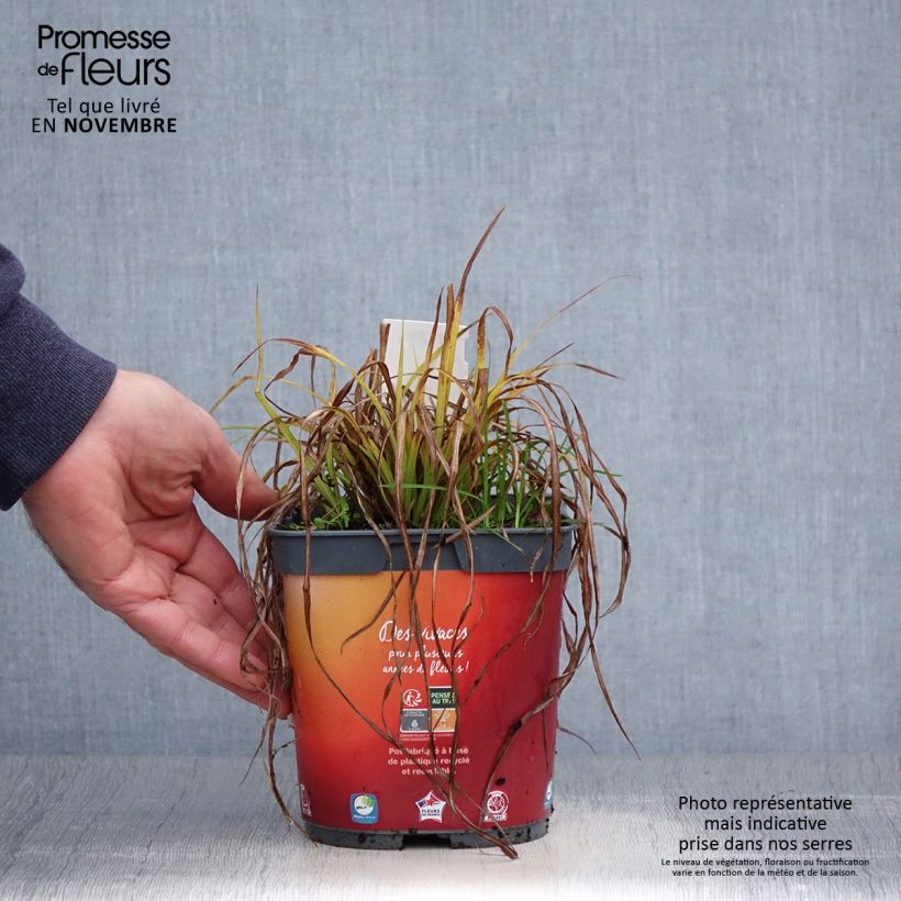 Exemplar von Carex elata Aurea - Steife Segge Topf mit 2L/3L wie im Herbst geliefert