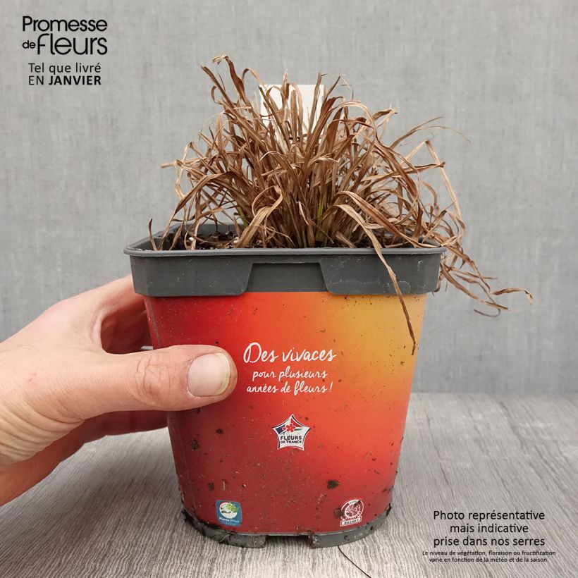 Exemplar von Carex elata Aurea - Steife Segge Topf mit 2L/3L wie im Winter geliefert