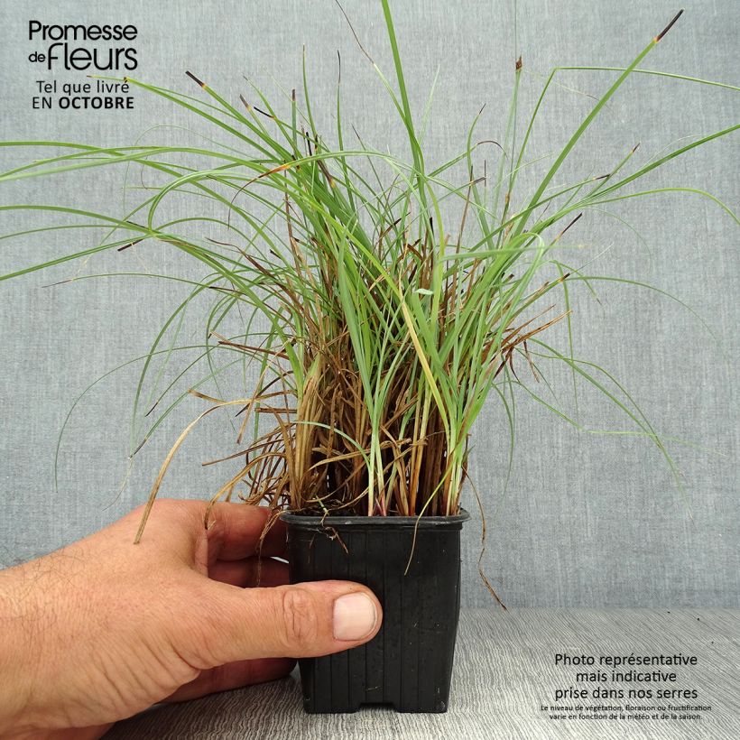Exemplar von Carex flacca Blue Zinger - Blaugrüne Segge Kleine Töpfe von 8/9 cm wie im Herbst geliefert