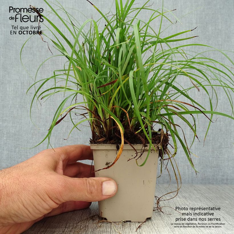 Exemplar von Carex flacca - Blaugrüne Segge Kleine Töpfe von 8/9 cm wie im Herbst geliefert