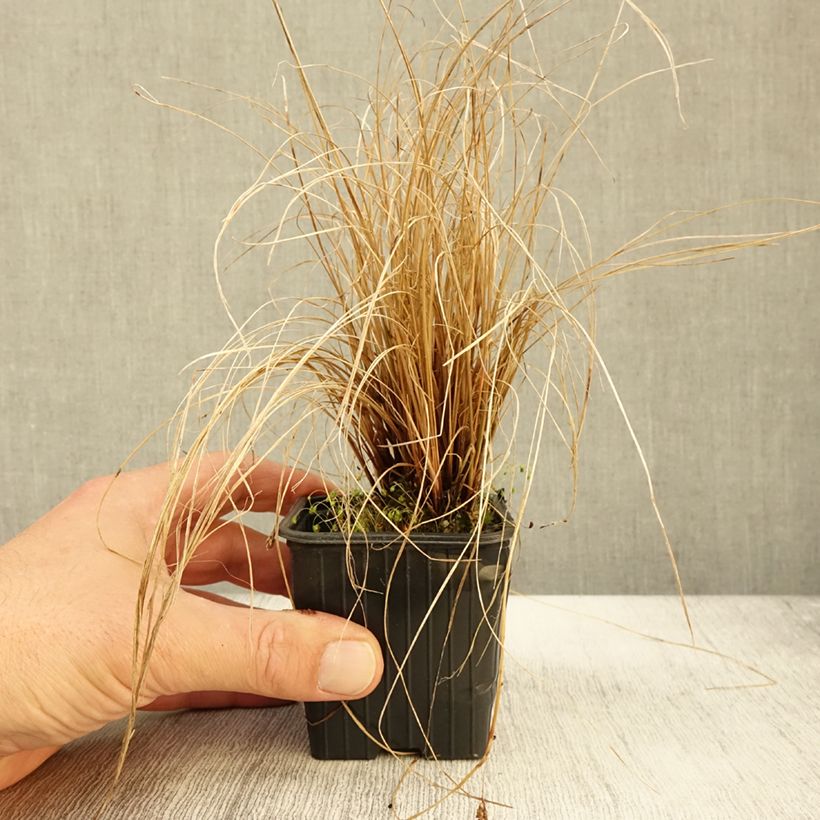 Exemplar von Carex flagellifera - Peitschentragende Segge Kleine Töpfe von 8/9 cm wie im Herbst geliefert