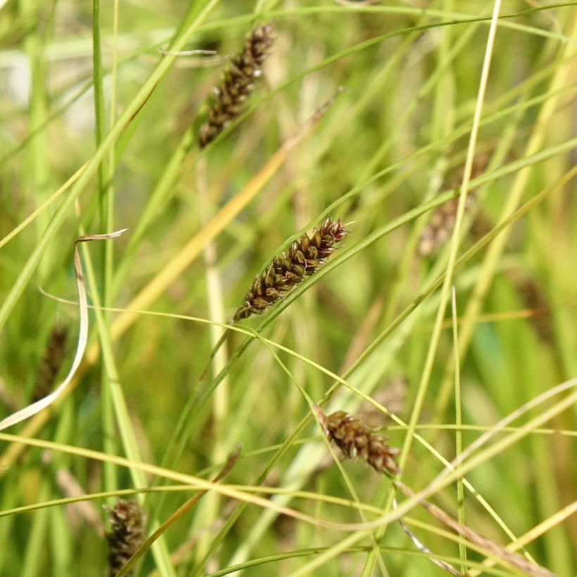 Carex flagellifera Kiwi - Peitschentragende Segge (Blüte)