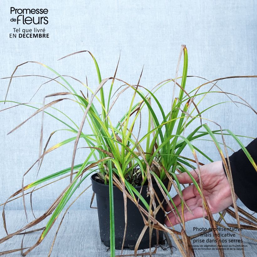 Exemplar von Carex grayi - Morgenstern-Segge Topf mit 2L/3L wie im Herbst geliefert