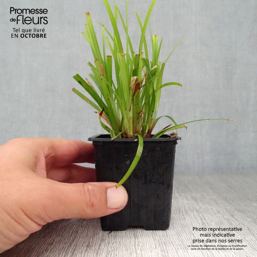Exemplar von Carex grayi - Morgenstern-Segge Kleine Töpfe von 8/9 cm wie im Herbst geliefert