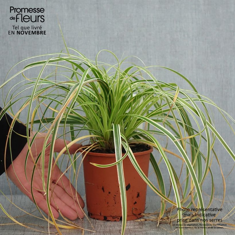 Exemplar von Carex oshimensis Feather Falls - Oshima-Segge Topf mit 1L/1,5L wie im Herbst geliefert