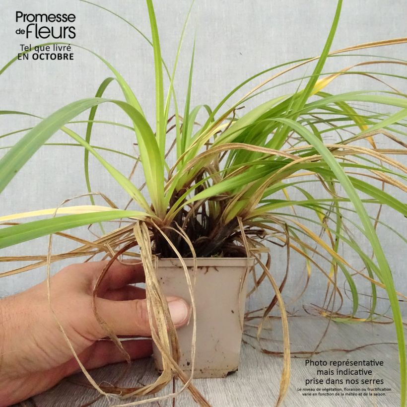 Exemplar von Carex oshimensis Feather Falls - Oshima-Segge Kleine Töpfe von 8/9 cm wie im Herbst geliefert