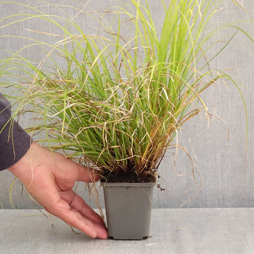 Exemplar von Carex lenta Osaka Kleine Töpfe von 8/9 cm wie im Herbst geliefert