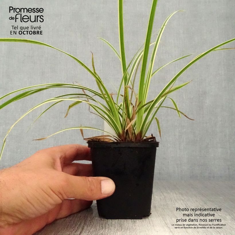 Exemplar von Carex morrowii Goldband - Japan-Segge Kleine Töpfe von 8/9 cm wie im Herbst geliefert