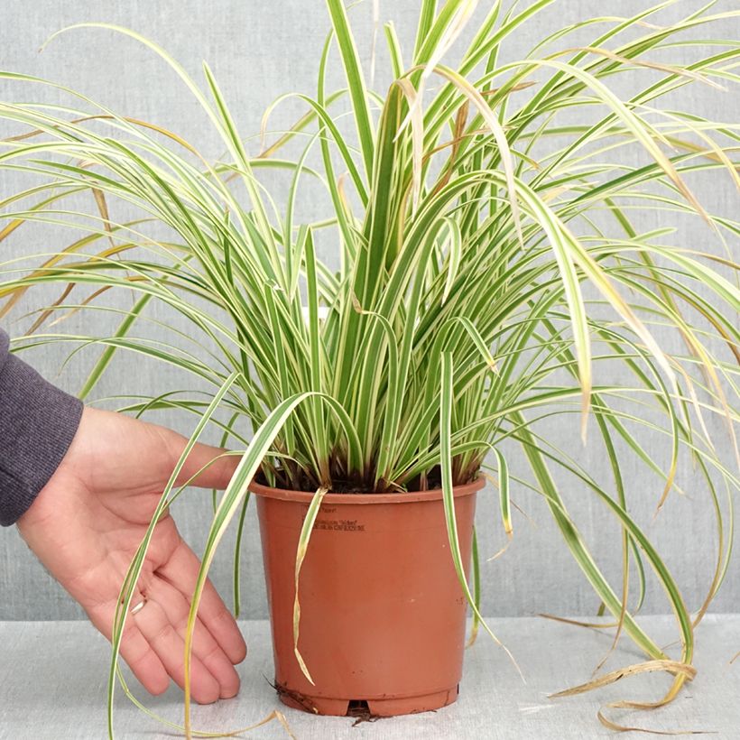 Exemplar von Carex morrowii Goldband - Japan-Segge Topf mit 1L/1,5L wie im Herbst geliefert