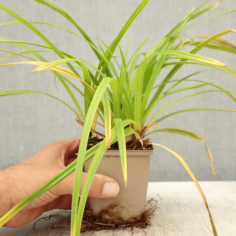 Exemplar von Carex morrowii subsp. foliosissima Irish Green - Japan-Segge Kleine Töpfe von 8/9 cm wie im Herbst geliefert