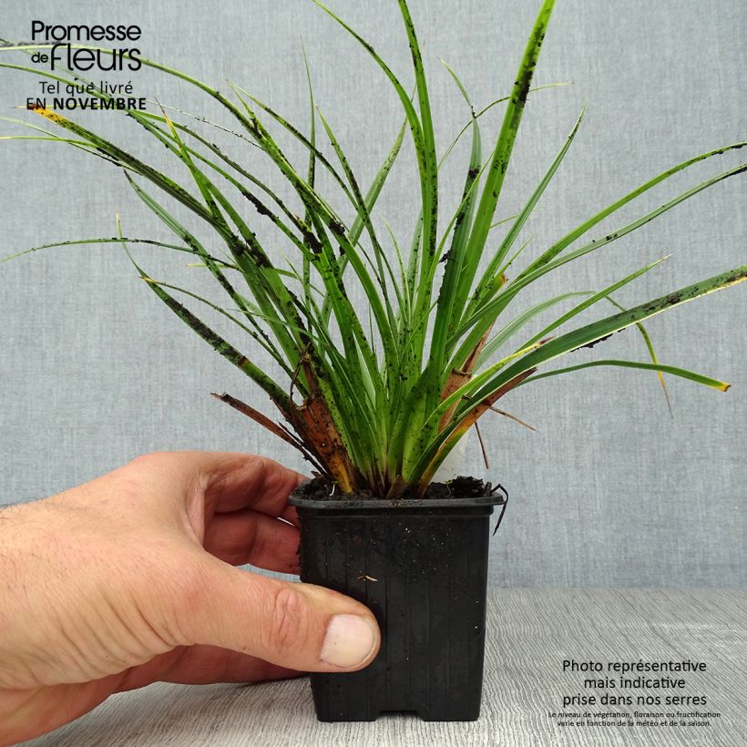 Exemplar von Carex morrowii Variegata - Japan-Segge Kleine Töpfe von 8/9 cm wie im Herbst geliefert
