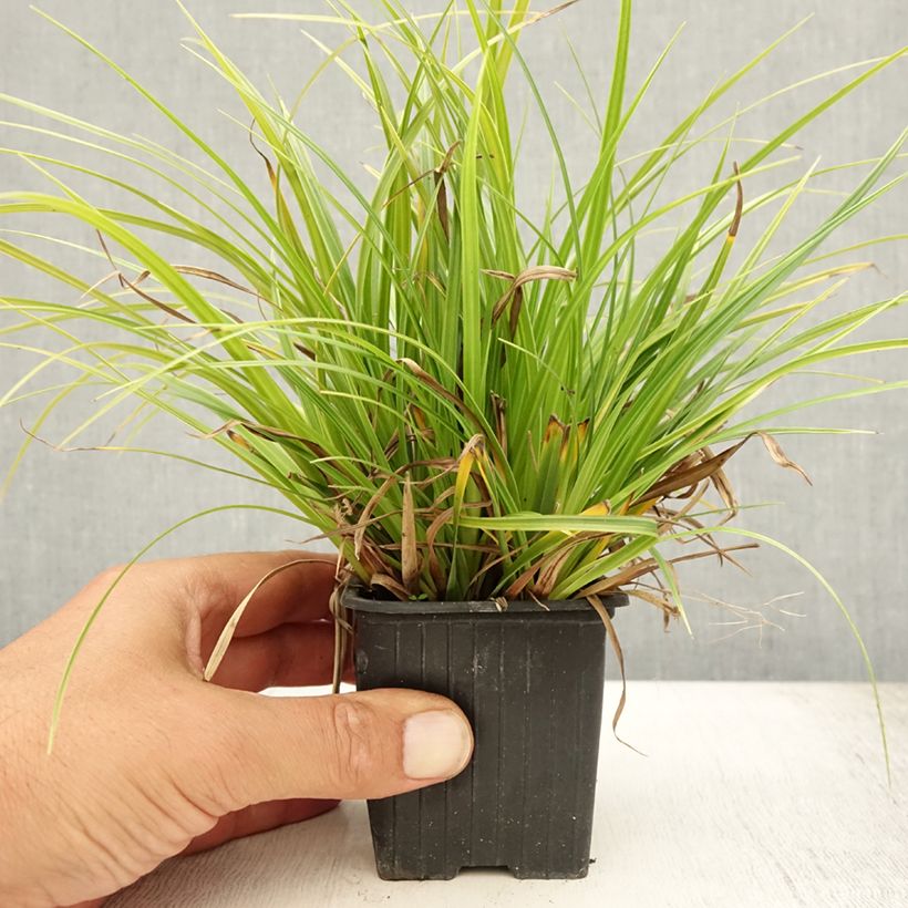 Exemplar von Carex morrowii Variegata - Japan-Segge Kleine Töpfe von 8/9 cm wie im Sommer geliefert