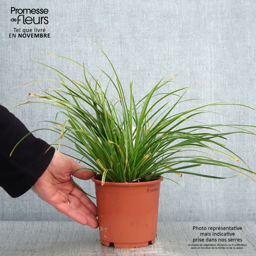 Exemplar von Carex morrowii Variegata - Japan-Segge Topf mit 1L/1,5L wie im Herbst geliefert