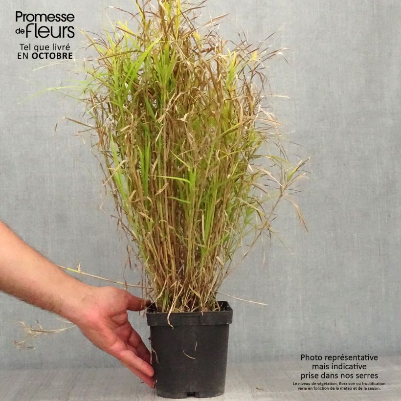 Exemplar von Carex muskingumensis - Palmwedel-Segge Topf mit 2L/3L wie im Herbst geliefert