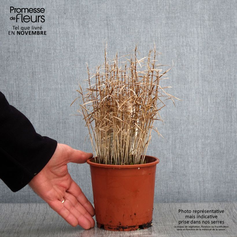Exemplar von Carex muskingumensis Little Midge - Palmwedel-Segge Topf mit 1L/1,5L wie im Herbst geliefert