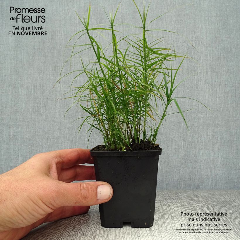 Exemplar von Carex muskingumensis Little Midge - Palmwedel-Segge Kleine Töpfe von 8/9 cm wie im Herbst geliefert
