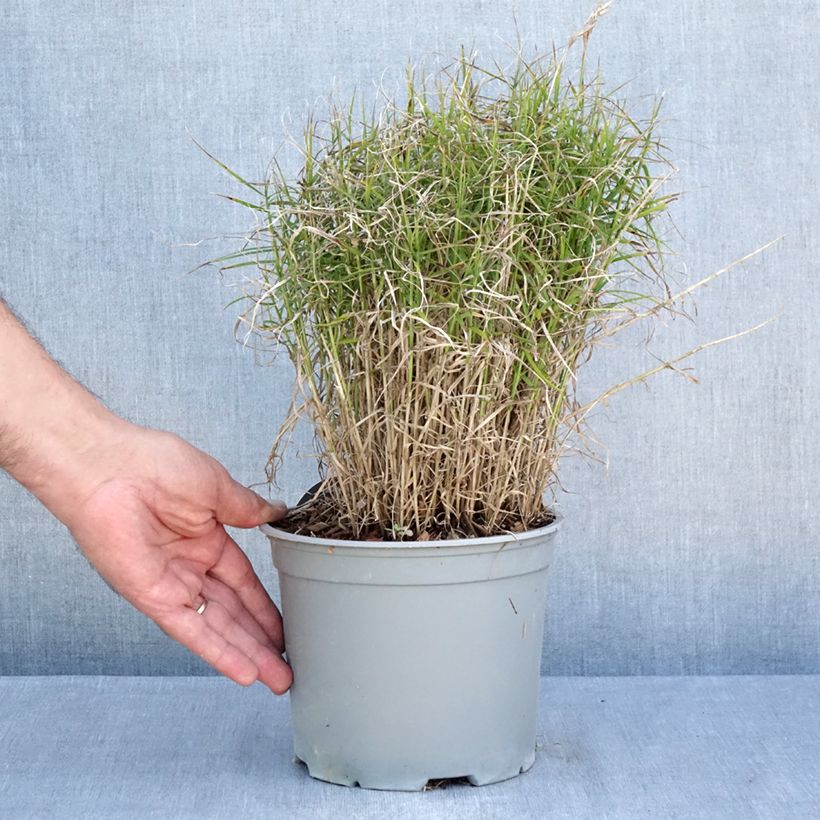 Exemplar von Carex muskingumensis Little Midge - Palmwedel-Segge Topf mit 3L/4L wie im Sommer geliefert