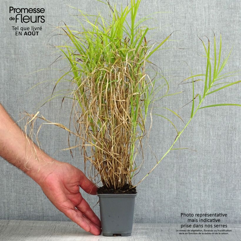 Exemplar von Carex muskingumensis Oehme - Palmwedel-Segge Kleine Töpfe von 8/9 cm wie im Sommer geliefert