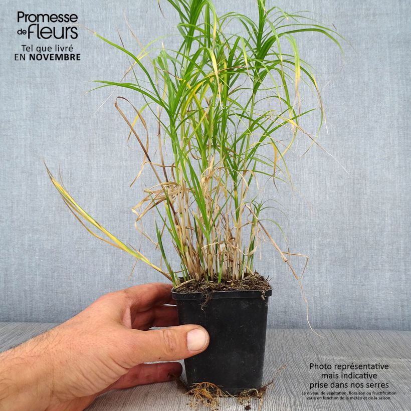 Exemplar von Carex muskingumensis Silberstreif - Palmwedel-Segge Kleine Töpfe von 8/9 cm wie im Herbst geliefert
