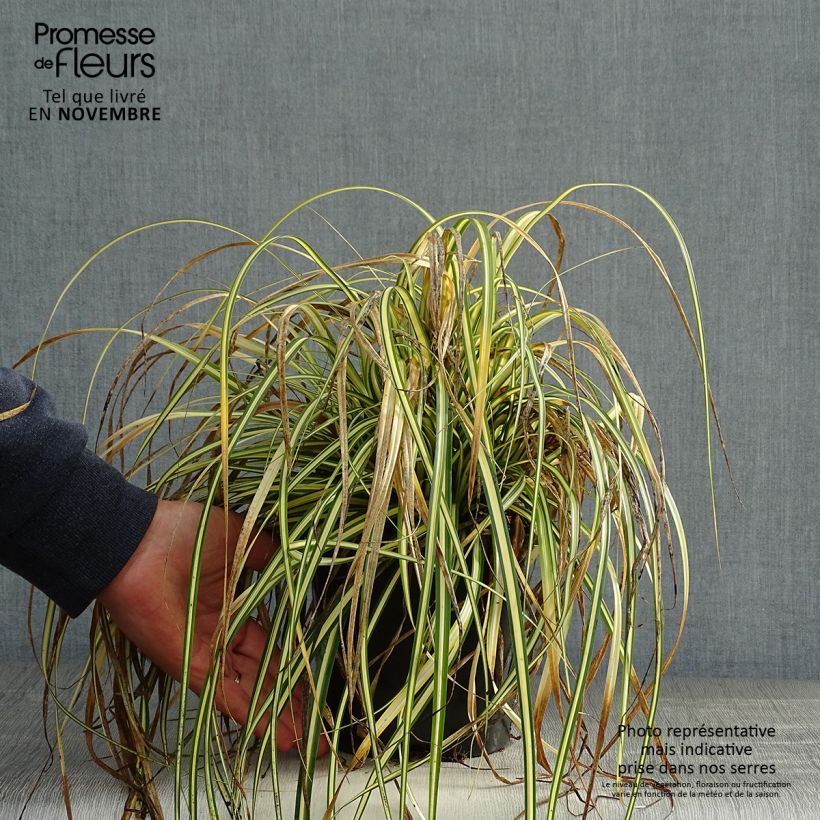Exemplar von Carex oshimensis Everest - Oshima-Segge Topf mit 2L/3L wie im Herbst geliefert