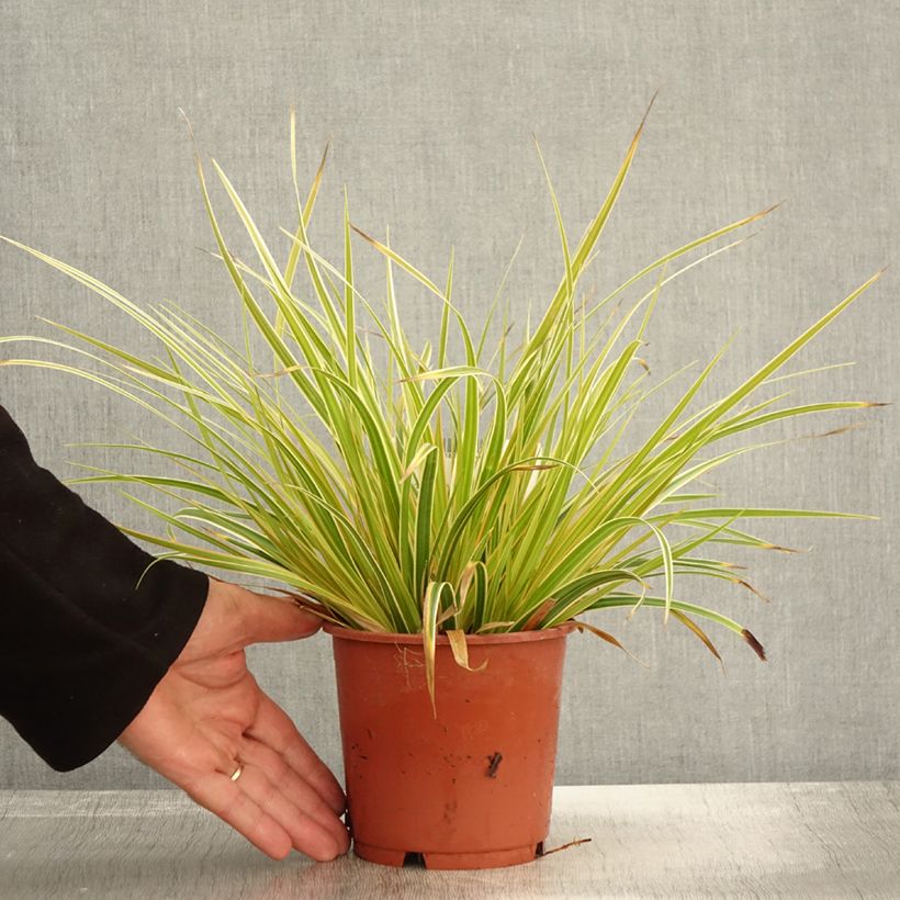 Exemplar von Carex oshimensis Everglow - Oshima-Segge Topf mit 1,5L/2L wie im Herbst geliefert