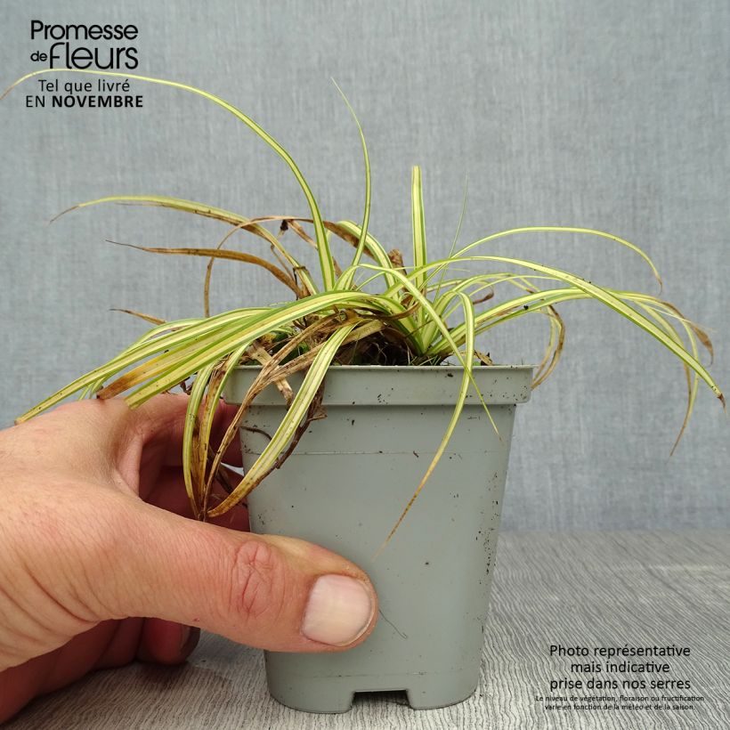 Exemplar von Carex oshimensis Evergold - Oshima-Segge Kleine Töpfe von 8/9 cm wie im Herbst geliefert