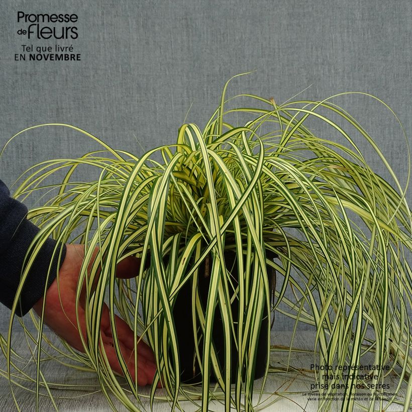 Exemplar von Carex oshimensis Evergold - Oshima-Segge Topf mit 2L/3L wie im Herbst geliefert