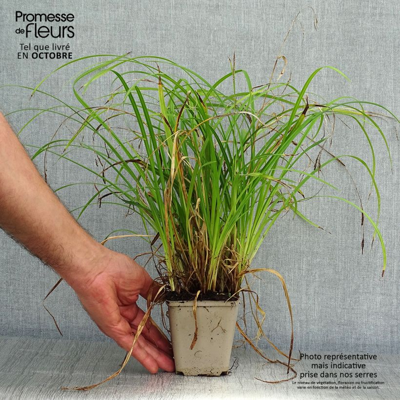Exemplar von Carex oshimensis EverColor Everlime - Oshima-Segge Kleine Töpfe von 8/9 cm wie im Herbst geliefert