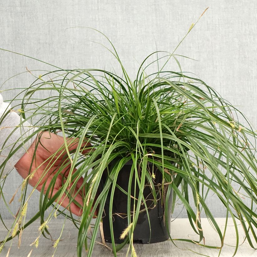 Exemplar von Carex oshimensis EverColor Everlime - Oshima-Segge Topf mit 2L/3L wie im Frühjahr geliefert