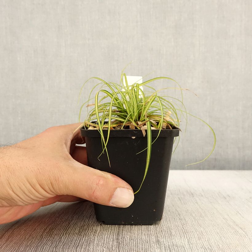 Exemplar von Carex oshimensis EverColor Eversheen - Oshima-Segge Kleine Töpfe von 8/9 cm wie im Herbst geliefert