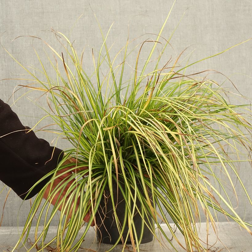 Exemplar von Carex oshimensis EverColor Eversheen - Oshima-Segge Topf mit 2L/3L wie im Herbst geliefert