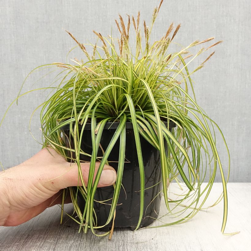 Exemplar von Carex oshimensis EverColor Eversheen - Oshima-Segge Topf mit 2L/3L wie im Frühjahr geliefert