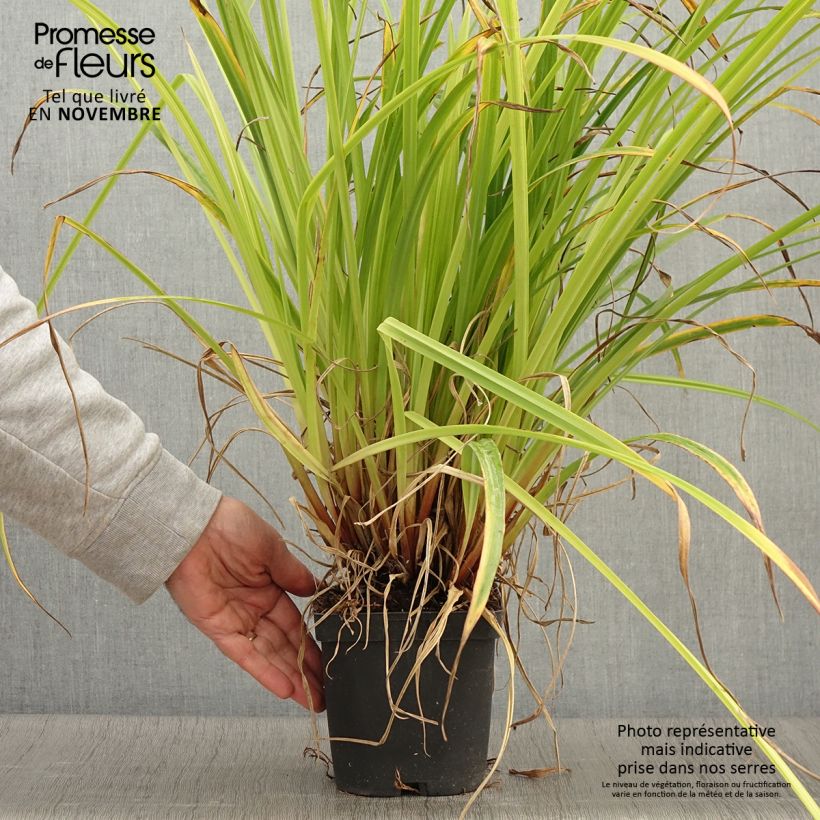 Exemplar von Carex pendula - Hänge-Segge Topf mit 2L/3L wie im Herbst geliefert