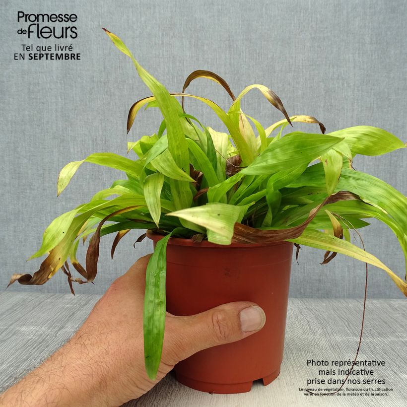 Exemplar von Carex plantaginea - Breitblatt-Segge Topf mit 1L/1,5L wie im Herbst geliefert