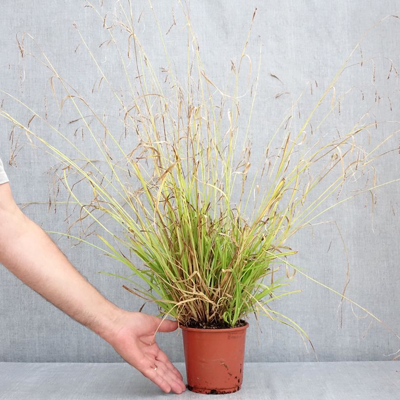 Exemplar von Carex sylvatica - Wald-Segge Topf mit 1L/1,5L wie im Sommer geliefert