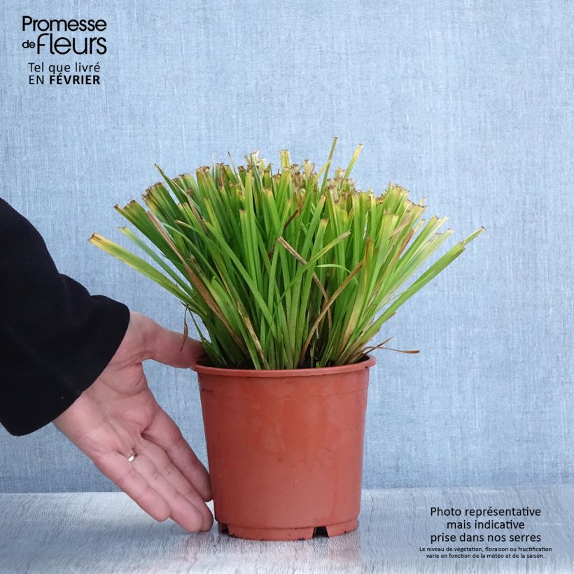 Exemplar von Carex sylvatica - Wald-Segge Topf mit 1L/1,5L wie im Winter geliefert