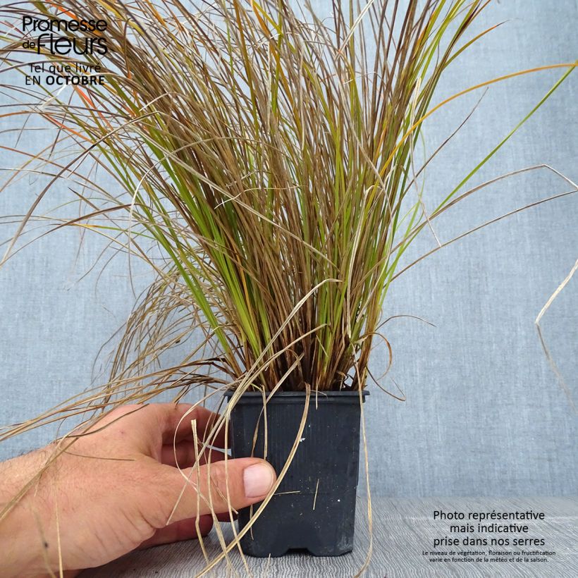 Exemplar von Carex testacea Lime Shine - Orange Segge Kleine Töpfe von 8/9 cm wie im Herbst geliefert