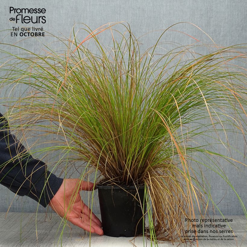 Exemplar von Carex testacea Prairie Fire - Orange Segge Topf mit 2L/3L wie im Herbst geliefert